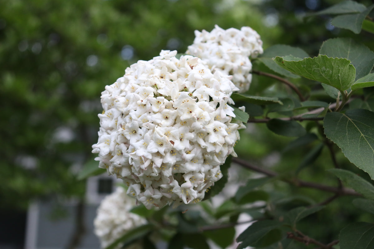 SPICE COWBOY Koreanspice viburnum in a nursery pot