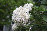 SPICE COWBOY Koreanspice viburnum in a nursery pot