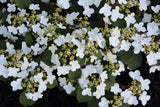 Steady Eddy viburnum with white flowers and green foliage
