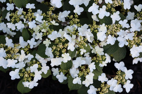 Steady Eddy viburnum with white flowers and green foliage