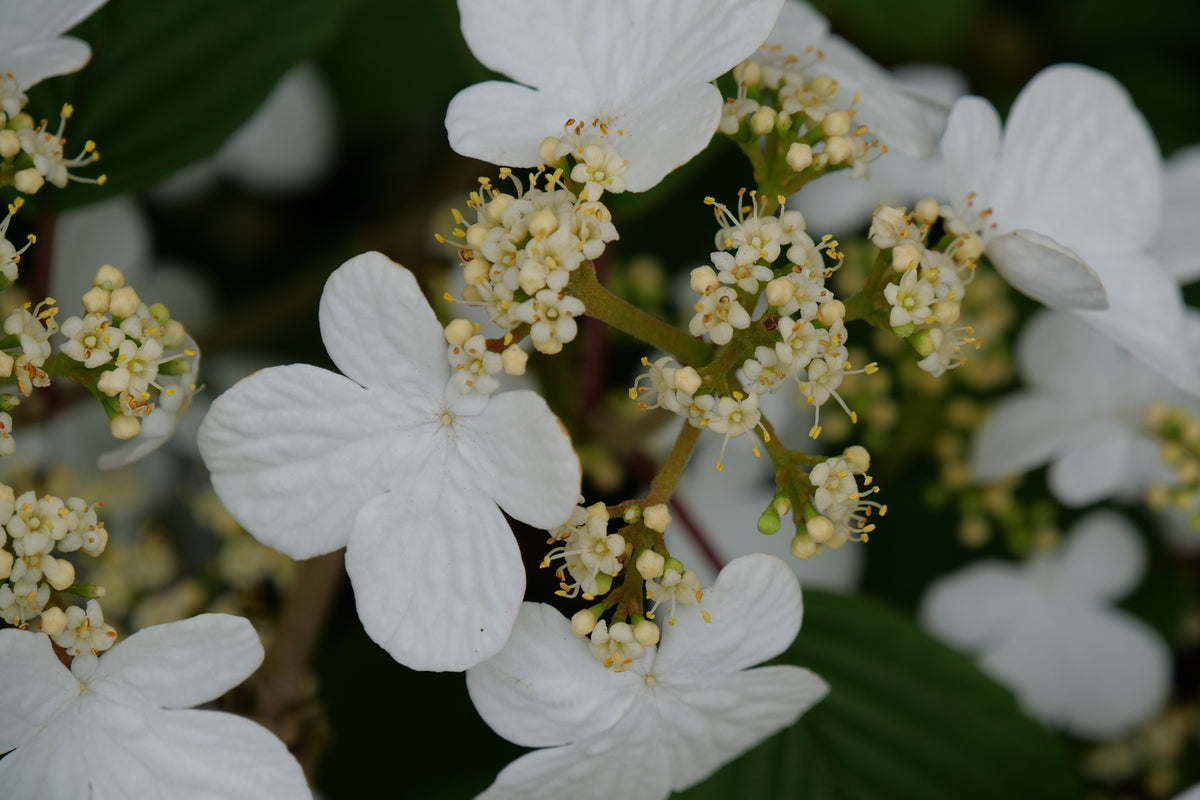 Steady Eddy viburnum with white doublefile blooms in pot