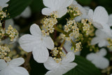 Steady Eddy viburnum with white doublefile blooms in pot
