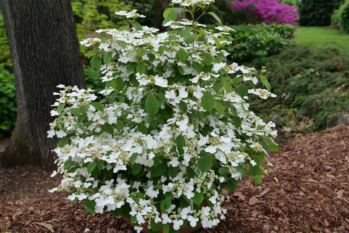 Steady Eddy Viburnum with white blooms in a pot