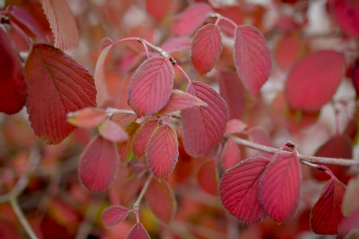 STEADY EDDY® Viburnum - Doublefile | Proven Winners® – Creekside