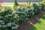 Steady Eddy viburnum in bloom with layered white flowers