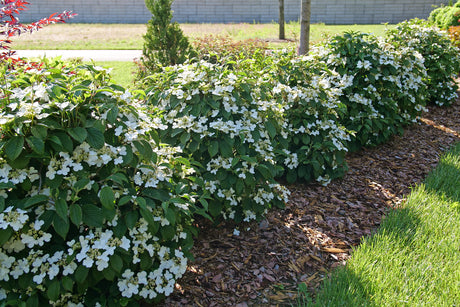 Steady Eddy viburnum in bloom with layered white flowers