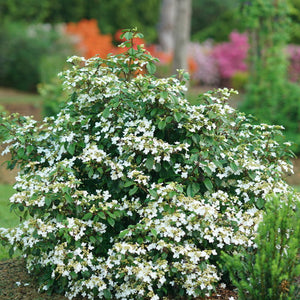 Steady Eddy viburnum in a nursery pot with white blooms