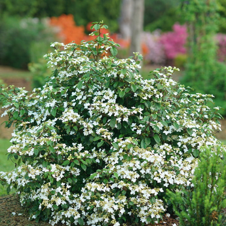 fertilizer for viburnum plants STEADY EDDY® Viburnum - Doublefile