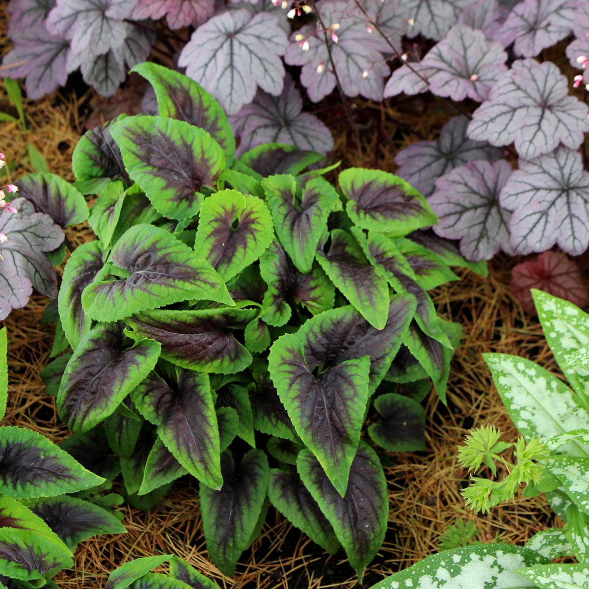 Viola ‘Heartthrob’ | Creekside Champions™