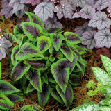 Viola ‘Heartthrob’ | Creekside Champions™