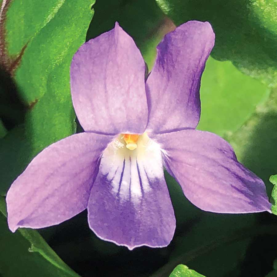 Viola ‘Heartthrob’ | Creekside Champions™