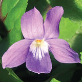 Viola ‘Heartthrob’ | Creekside Champions™