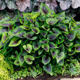 Viola ‘Heartthrob’ | Creekside Champions™