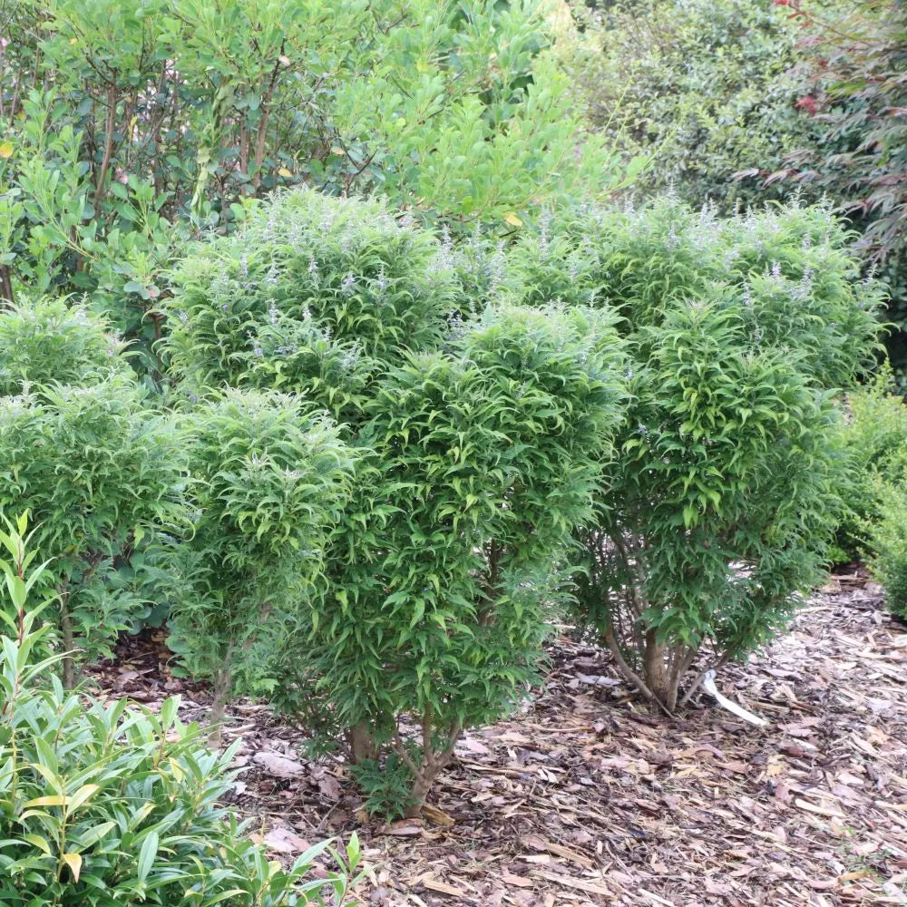 Featherman chastetree in a nursery pot with green foliage