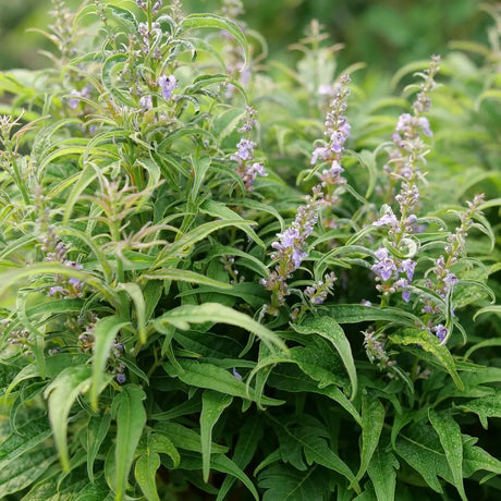 Featherman chastetree in a nursery pot with feathery foliage