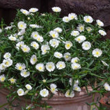 Wheels of White Wonder Delosperma with white blooms in a pot