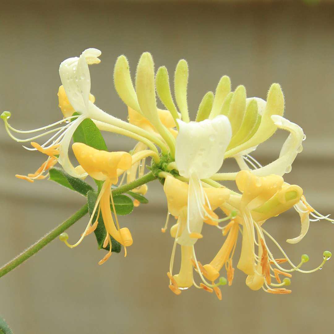 Proven Winners Scentsation Honeysuckle