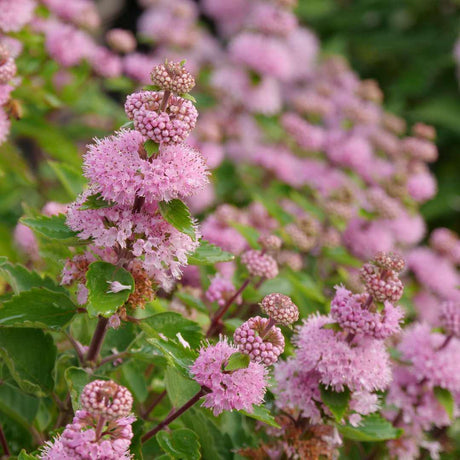 Beyond Pink'd Bluebeard plant in a pot with pink flowers