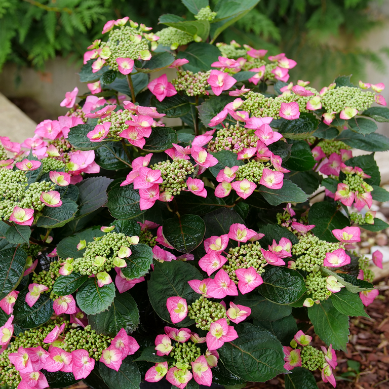 TUFF STUFF TOP FUN™ Mountain Hydrangea – Creekside Nursery, Inc