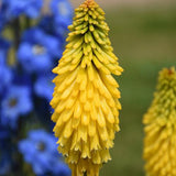 Pyromania Solar Flare kniphofia with orange flower spikes in pot