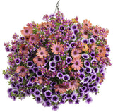 Superbells Blue Moon Punch calibrachoa with purple flowers in pot