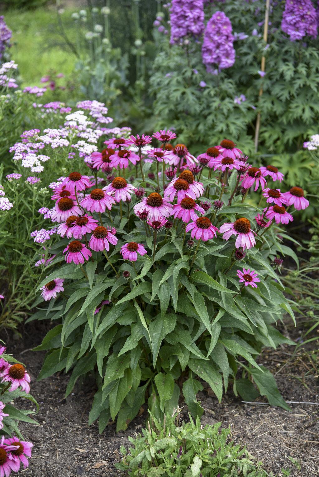 Fuchsia coneflower bloom in a pot with green foliage