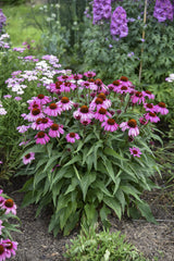 Fuchsia coneflower bloom in a pot with green foliage