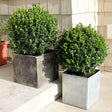 SPRINTER boxwood shrub in a nursery pot