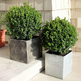 SPRINTER boxwood shrub in a nursery pot