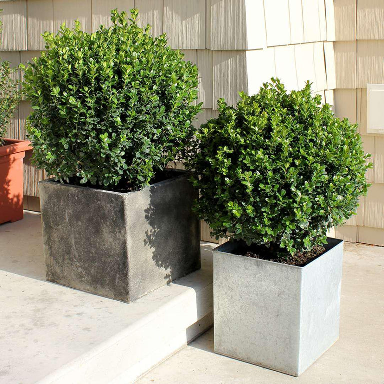SPRINTER Boxwood  Creekside Nursery, Inc