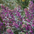 Pearl Glam beautyberry in a nursery pot with purple berries