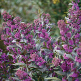 Pearl Glam beautyberry in a nursery pot with purple berries