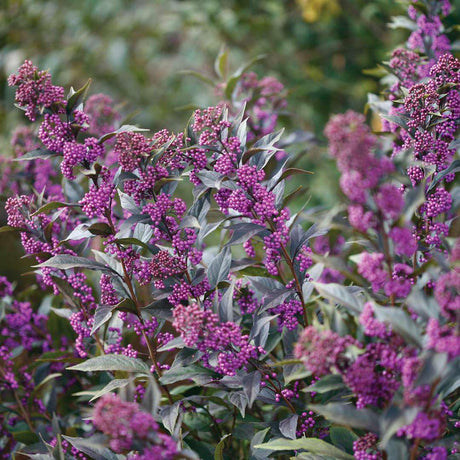 Pearl Glam beautyberry in a nursery pot with purple berries