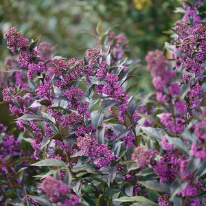 'Pearl Glam' Beautyberry