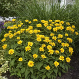 Heliopsis helianthoides Tuscan Gold with yellow flowers