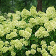 Little Lime hydrangea in a pot with green flower clusters