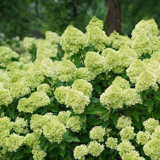Little Lime hydrangea in a pot with green flower clusters
