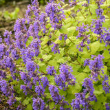 Chartreuse on the Loose nepeta in a green flowering cluster