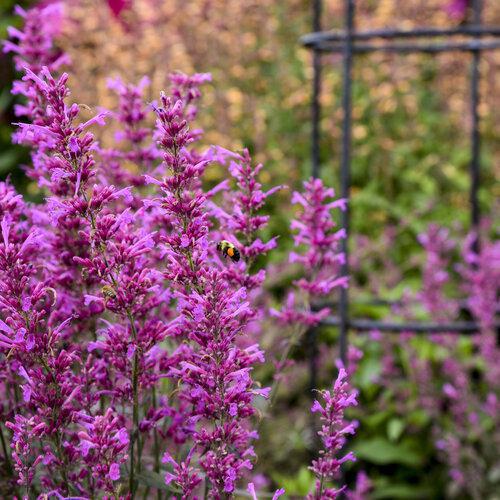 Agastache Royal Raspberry in a pot with purple flowers