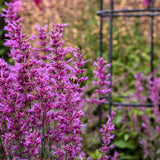 Agastache Royal Raspberry in a pot with purple flowers