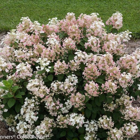 Little Quick Fire hydrangea with white panicle blooms in a pot