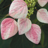ROSE SENSATION false hydrangea vine with pink blooms
