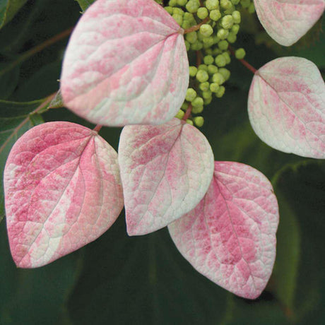 ROSE SENSATION false hydrangea vine with pink blooms