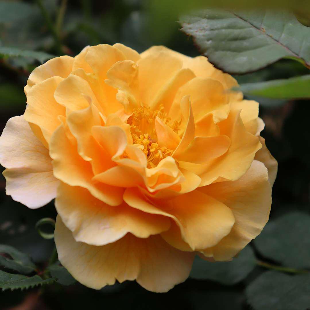 RISE UP AMBERNESS™ rose with amber blooms in a pot