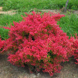 SUNJOY NEO barberry in a nursery pot with red foliage