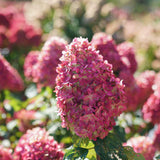 Limelight Prime panicle hydrangea with white blooms