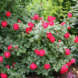 Oso Easy Double Red rose in a nursery pot