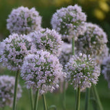 Allium 'Bobblehead' in bloom in a nursery pot
