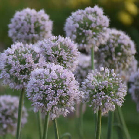 Allium 'Bobblehead' in bloom in a nursery pot