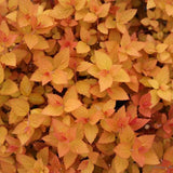 Double Play Candy Corn spiraea in a nursery pot